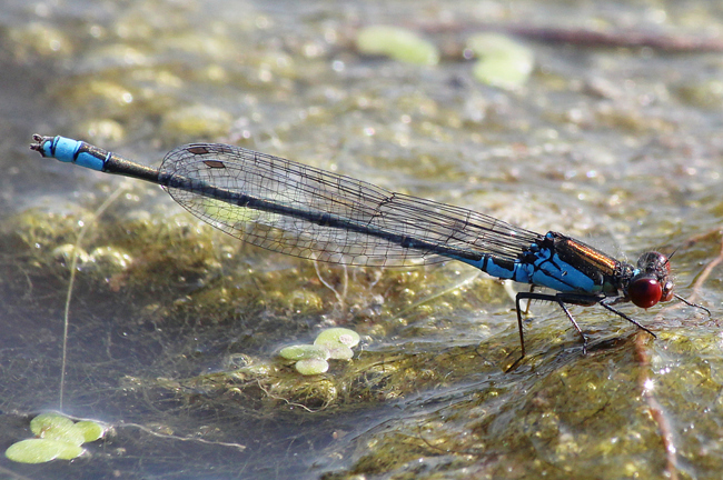 Erythromma viridulum ♂, D10 NSG Alte Fulda bei Blankenheim, 25.07.12, A. Werner