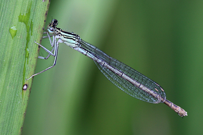 Platycnemis pennipes, ♀, D21 Lüdersdorf, Lehmbachtal (Fischteiche), 12.08.13, A. Werner