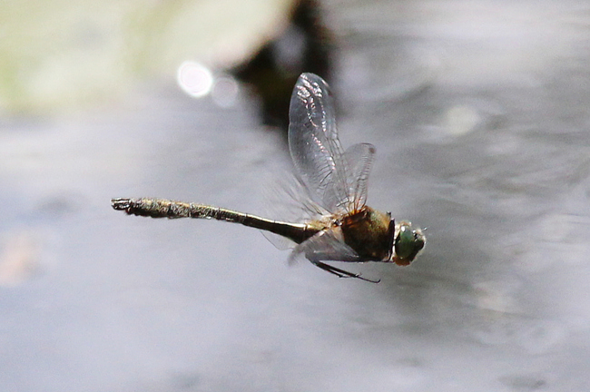 Cordulia aenea ♂, F08 Mecklar Altwasser (ND), 19.05.12-3, A. Werner