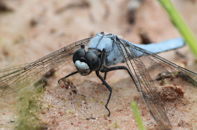 Orthetrum brunneum ♂, F06 Meckbach, Fuldasumpfwiesen (gestaltetes Kleingewässer), 15.07.12-1, A. Werner