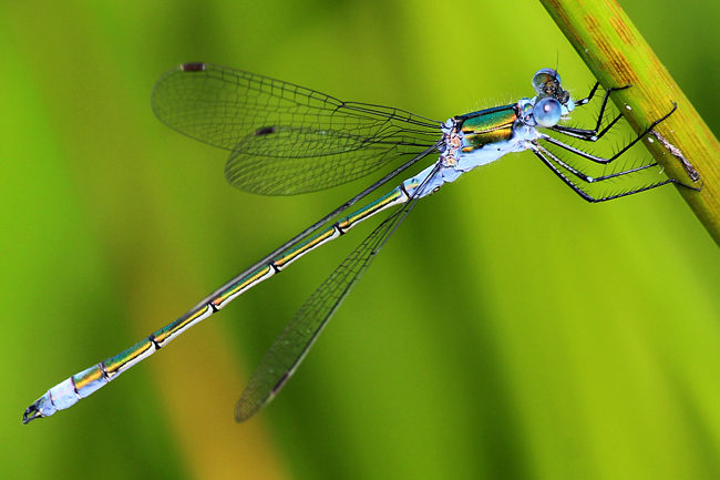 Lestes sponsa ♂, F05 Meckbach, Die Nassen Wiesen, 09.07.12, A. Werner