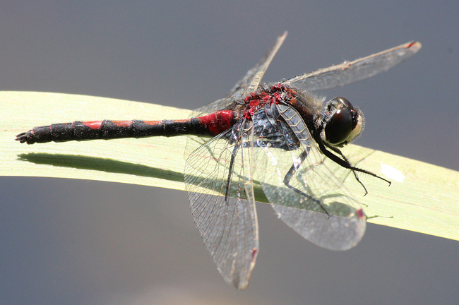 Leucorrhinia rubicunda ♂, B07 NSG Haselgrund bei Schwarzenhasel, 25.05.12, A. Werner (1) (2) (1)