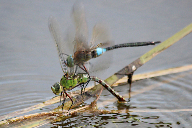 Anax parthenope ♂, + ♀ Anax Imperator, D03.1 Bebra, Kiesgrube Nr. 3, 10.07.13, A. Werner