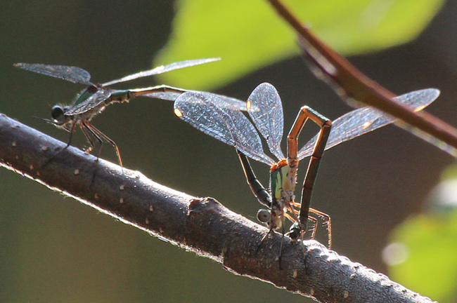 Lestes viridis Paar, D13 NSG Ulfewiesen Bei Weiterode (Gestalteter Weiher), 22.10.13, A. Werner