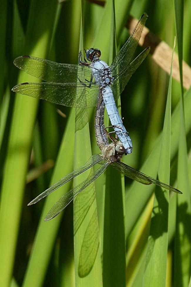 Orthetrum brunneum Paar, J06 Hattenbach (Kleingewässer ehemalige Tongrube), 16.08.13, G. Koska