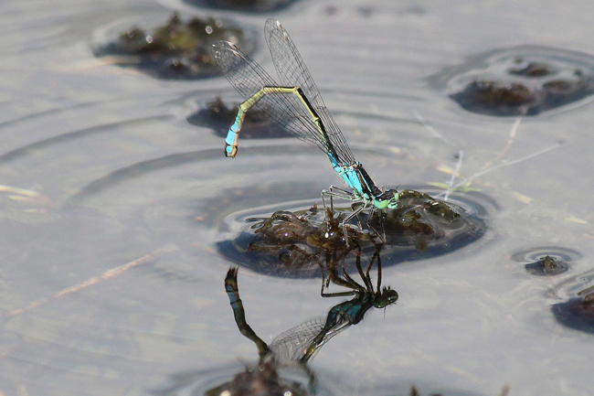 Ischnura elegans ♀ Eiablage, D10 NSG Alte Fulda Bei Blankenheim, 19.05.12, A. Werner