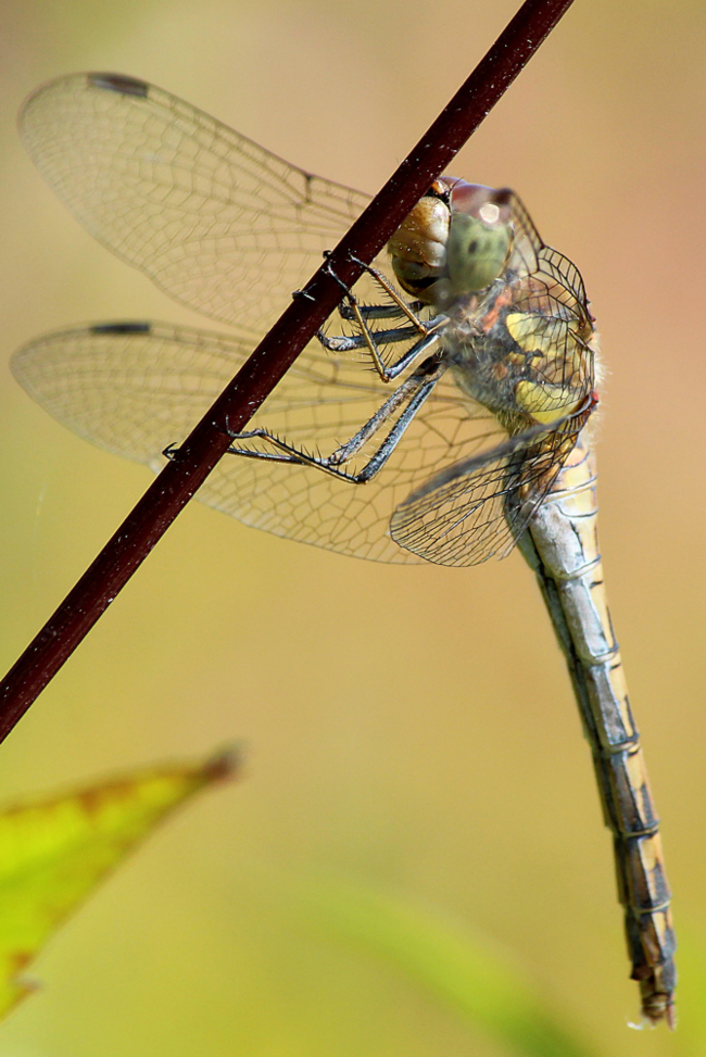 Sympetrum striolatum ♀, D05 Blankenheim (Seitengerinne), 03.09.11, A. Werner