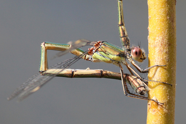 Lestes viridis ♀ Eiablage, D10 NSG Alte Fulda bei Blankenheim, 29.08.12, A. Werner