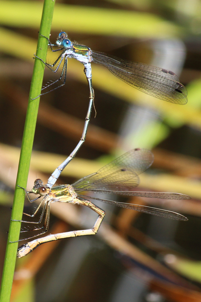 Lestes sponsa Paar Eiablage, A06 Hergershausen, (Tongrube), 23.07.12, A. Werner (1) (1) (1)