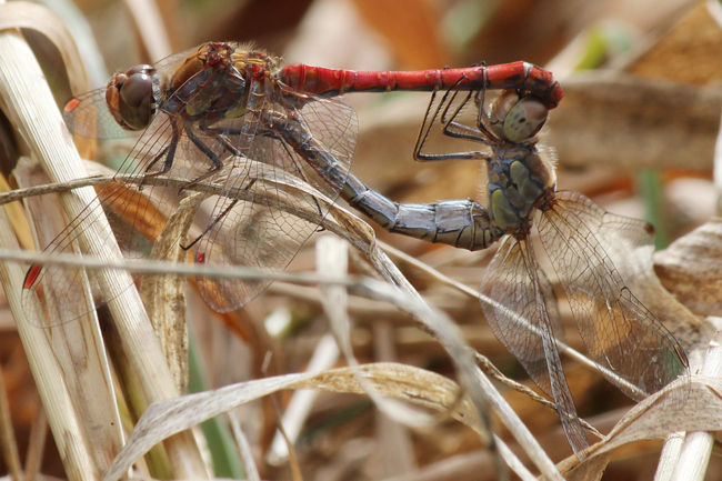 Sympetrum striolatum Paar, D03.1 Bebra, Kiesgruben Nr. 1, 26.09.12, A. Werner