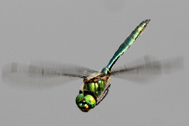 Somatochlora metallica ♂, D18 Weiterode Rallenteich im Nausisgrund, 19.06.12, A. Werner