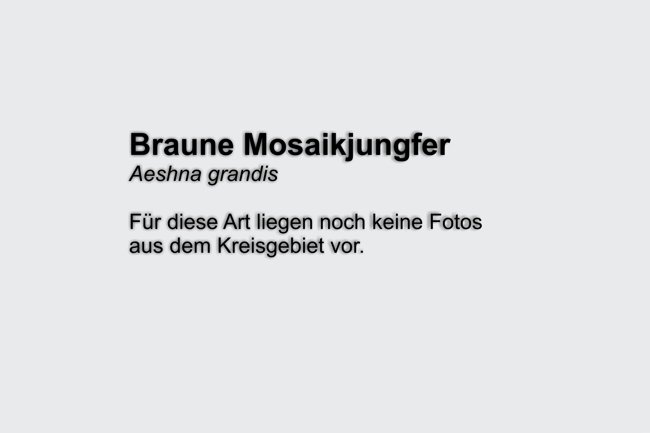 Braune Mosaikjungfer