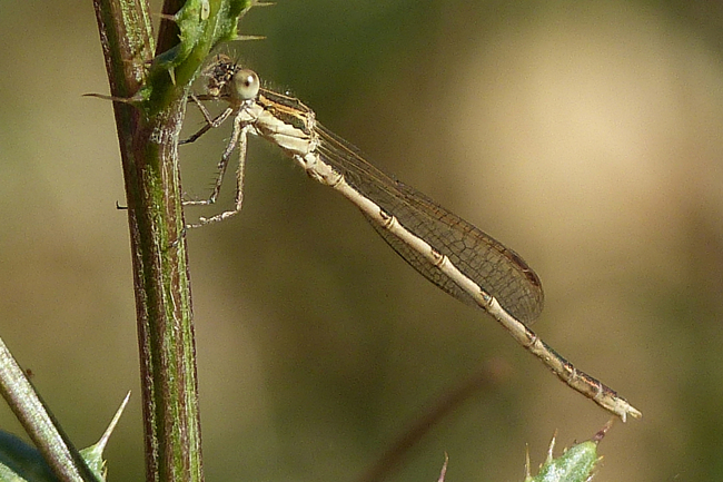 Sympecma fusca ♂ jung, J06 Hattenbach, (Tongrube), 16.08.13, G. Koska