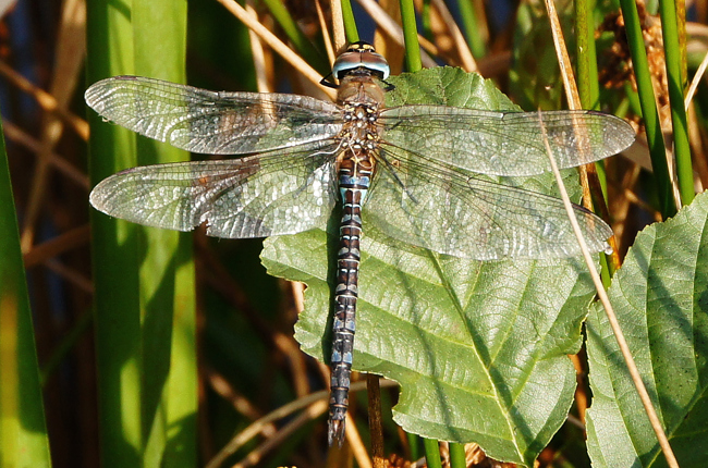 Aeshna mixta ♂ Beleg LB, F16 Friedlos, Kiesgrube Nr. 2, 29.10.14, H. Eigenbrod