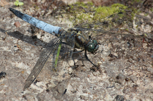 Orthetrum cancellatum ♂, F06 Meckbach, Fuldasumpfwiesen (gestaltete Kleingewässer), 15.07.12, A. Werner