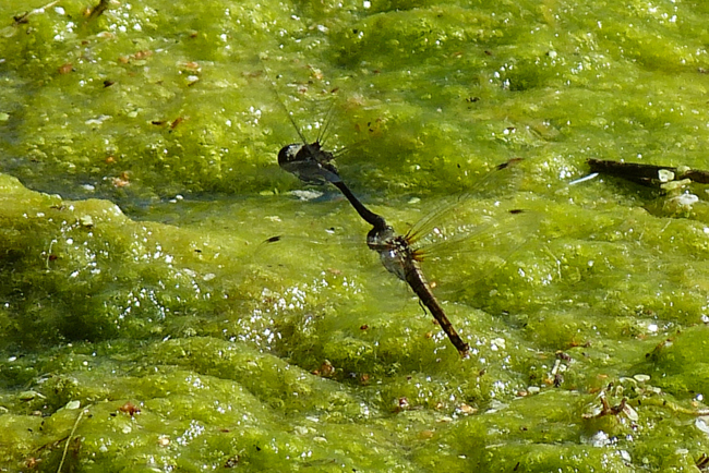 Sympetrum danae Paar, D11.1, Iba, Fischteiche, 05.09.13, G. Koska