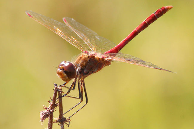 Sympetrum vulgatum ♂, D02 Bebra, Fuldaaue (gestaltete Kleingewässer), 19.08.12, A. Werner