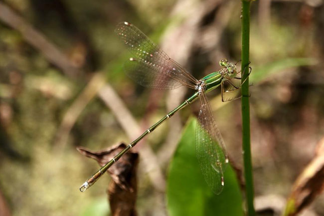 Lestes barbarus ♂, J01 NSG Bruchwiesen bei Mengshausen, 22.07.21, H. Heidl