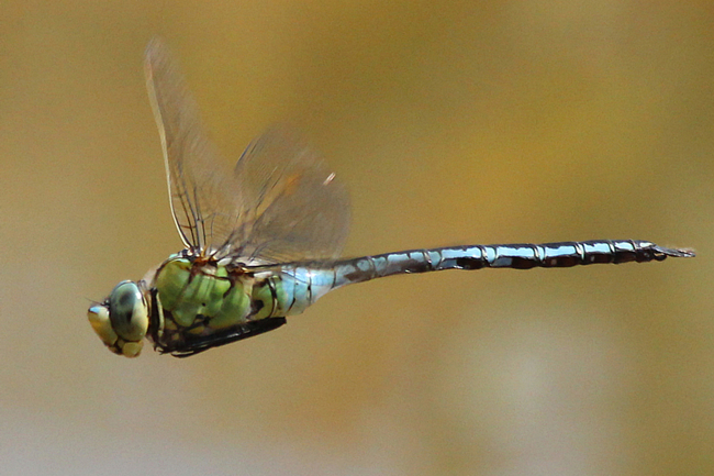 Anax imperator ♂, D02 Bebra, Fuldaaue (gestaltete Kleingewässer), 30.05.12, A. Werner