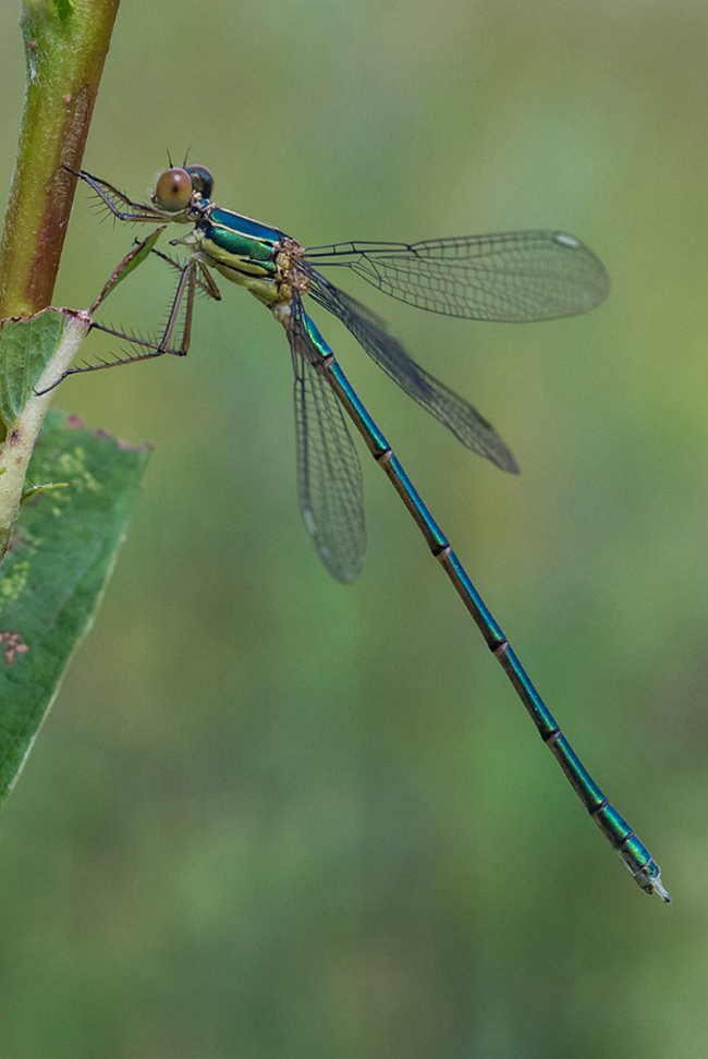 Lestes viridis ♂, F20 Meckbach, Fuldaaue (Kleingewässer in Ruinengelände), 14.06.14, H. Kretzschmar