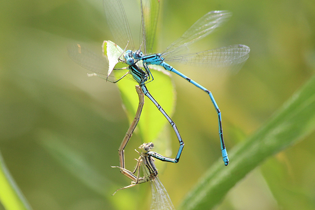 Platycnemis pennipes Paar von Hufeisen-Azurjungfer attakiert, D10 NSG Alte Fulda bei Blankenheim, 07.07.12, A. Werner