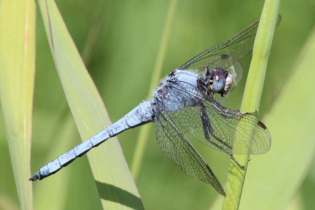 Orthetrum brunneum ♂, F05 Meckbach, Die Nassen Wiesen (gestaltetes Kleingewässer), 22.07.13-1, A. Werner