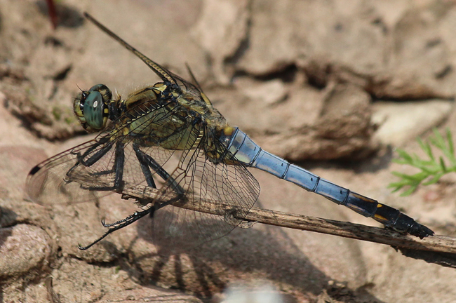 Orthetrum cancellatum ♂, D10 NSG Alte Fulda bei Blankenheim, 13.07.13, A. Werner