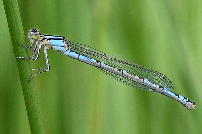 Enallagma cyathigerum ♀ hellblaugrün, F05 Meckbach, Die Nassen Wiesen, 21.06.12, A. Werner