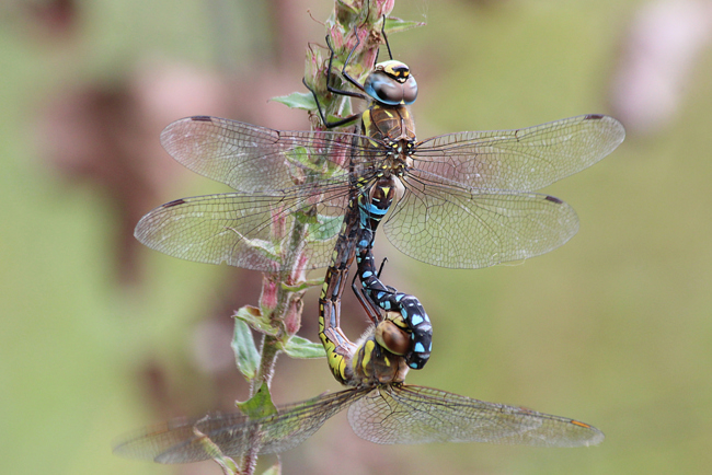 Aeshna mixta Paar, D03.1 Bebra, Kiesgruben Nr. 1, 13.09.13, A. Werner