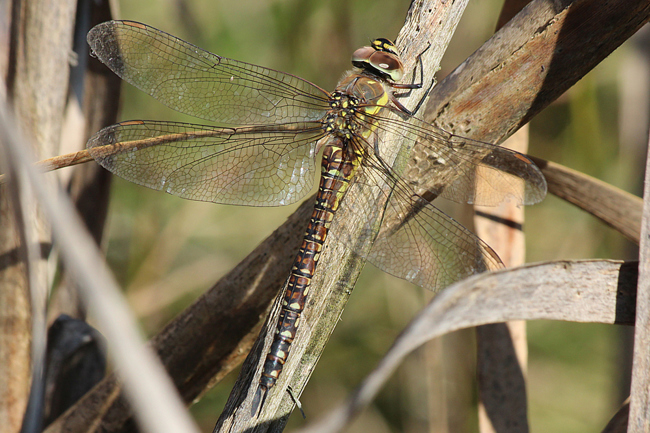 Aeshna mixta ♀ Eiablage, D 13 NSG Ulfewiesen bei Weiterode (Weiher), 29.09.13, A. Werner