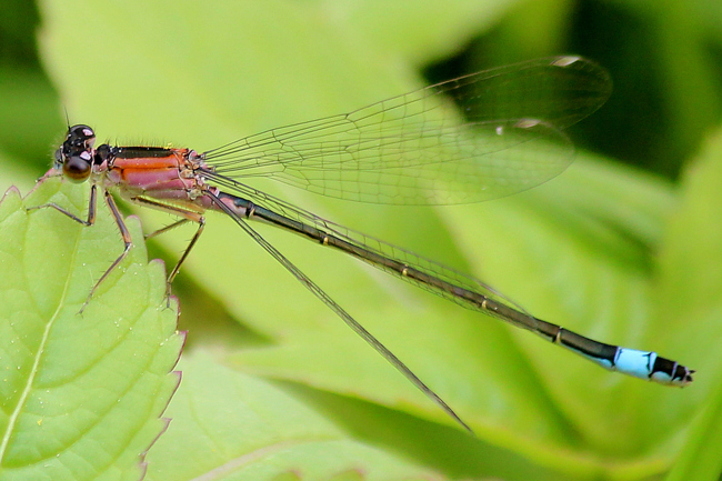 Ischnura elegans ♀ jung rosarot, D26 Bebra, Kiesgruben Vor den Weiden Nr. 1 (ehemal. Kiesabbau), 15.05.13, A. Werner