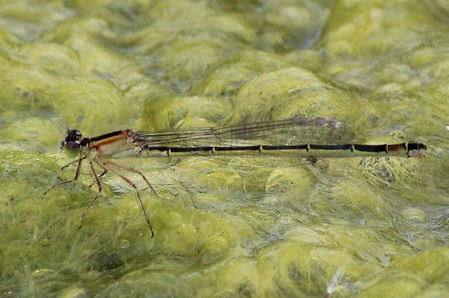 Ischnura elegans ♀ orange, grün, gelblich, D05 Blankenheim, Fuldaaue (Seitengerinne), 06.08.11, A. Werner