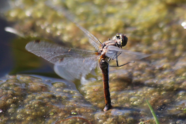 Sympetrum danae ♀, Eiablage, F06 Meckbach, Fuldasumpfwiesen (gestaltetes Kleingewässer), 01.10.13-2, A. Werner