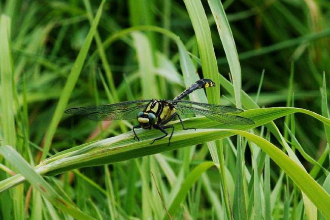 Gomphus vulgatissimus ♂, J03 Solms Fuldaaue (gestaltetes Altwasser), 28.05.2012, H. Eigenbrod