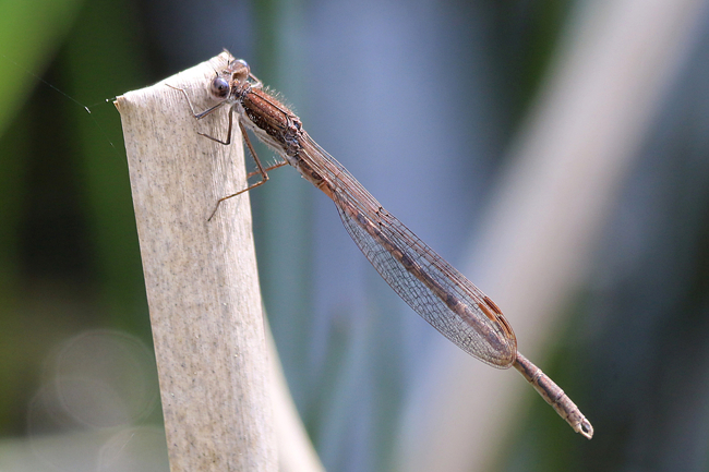 Sympecma fusca ♂ ad., D13 NSG Ulfewiesen bei Weiterode (gestalteter Weiher), 30.04.14, A. Werner