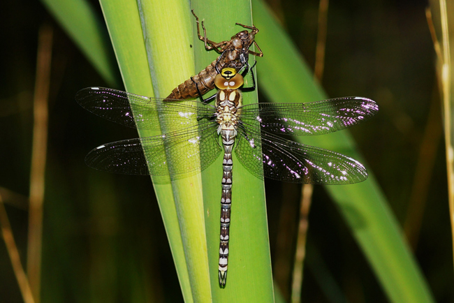 Aeshna cyanea ♂, gerade geschlüpft, I08.1 Bad Hersfeld Stötzelsteich, 15.07.12, H. Eigenbrod