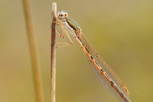 Sympecma fusca, jung, H01 Friedewald Steinbruch, 27.08.14, H. Eigenbrod