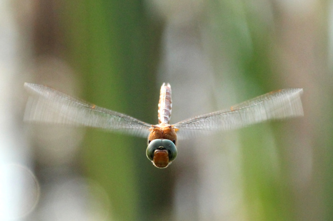 Aeshna isosceles, ♂, D04 Bebra, Auf dem Rasen, 28.05.18, 2 A. Werner