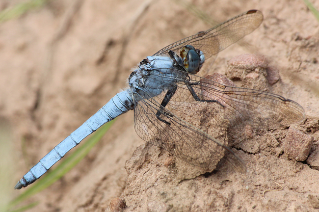 Orthetrum brunneum ♂, D02 Bebra, Fuldaaue (gestaltete Kleingewässer), 13.08.12-2, A. Werner