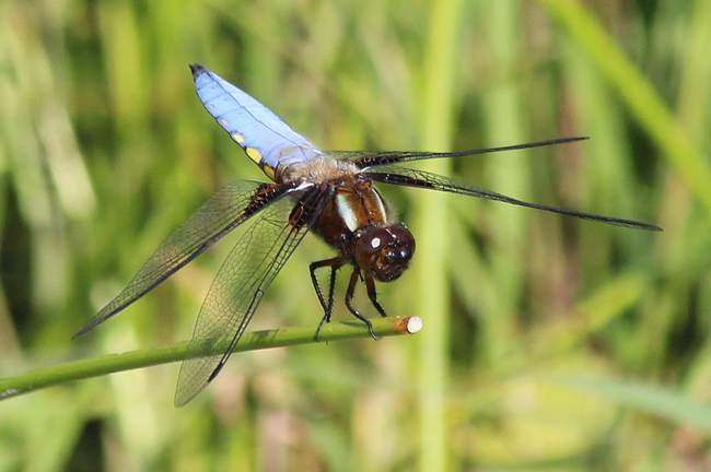 Libellula depressa ♂, D05 Blankenheim, Fuldaaue (Seitengerinne), 28.05.12-2, A. Werner