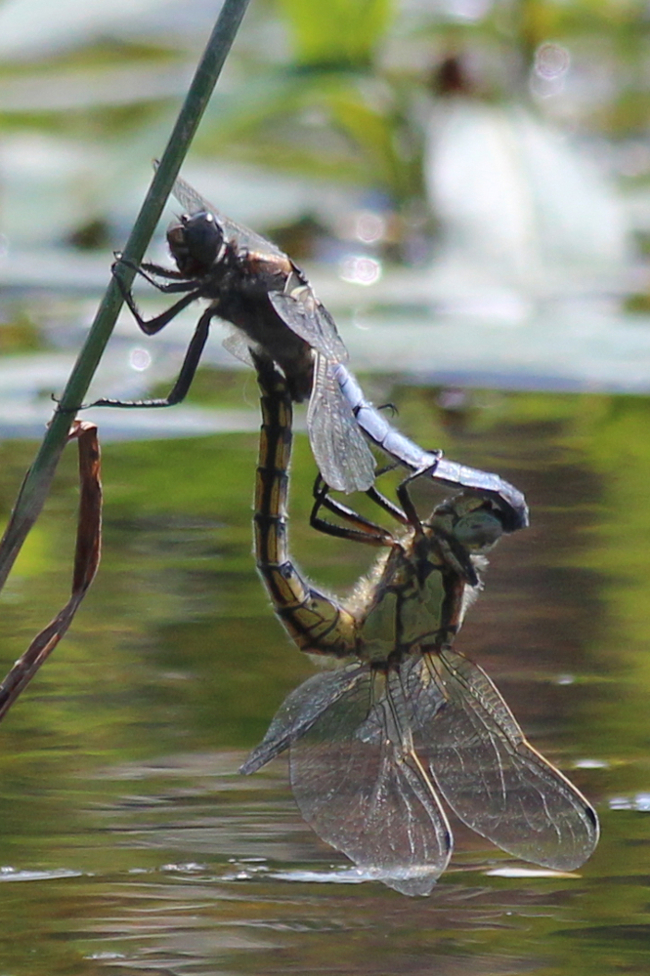 Orthetrum cancellatum, Paar, F05 Meckbach, Die Nassen Wiesen, 18.06.13, A. Werner