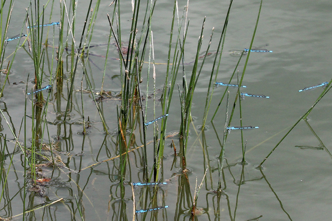 Enallagma cyathigerum ♂♂, D26 Bebra, Kiesgruben Vor den Weiden Nr. 1, 02.07.13, A. Werner