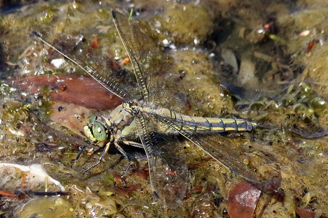 Orthetrum cancellatum ♀, D03.1 Bebra, Kiesgruben Nr. 1, 03.07.14, A. Werner