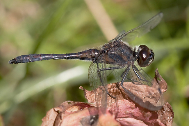 Sympetrum danae ♂, B08 Rotenburg, Am Zellrichsgraben (gestaltetes Kleingewässer), 22.09.09, M. Kreisel