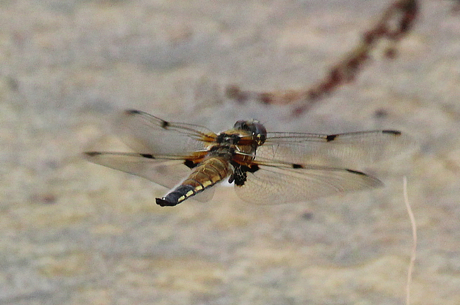 Libellula quadrimaculata ♀ Eiablage, D02 Bebra, Fuldaaue (gestaltetes Kleingewässer), 10.07.12-2, A. Werner