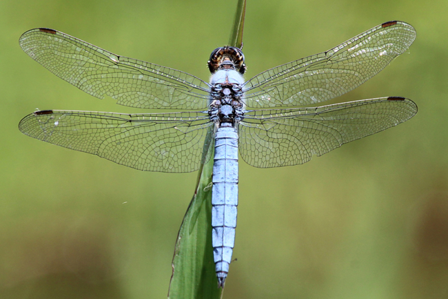 Orthetrum brunneum ♂, F05 Meckbach, Die Nassen Wiesen (gestaltetes Kleingewässer), 22.07.13-3, A. Werner