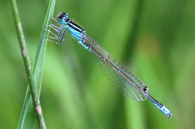 Ischnura pumilio ♂, D10 NSG Alte Fulda bei Blankenheim, 02.07.12, A. Werner