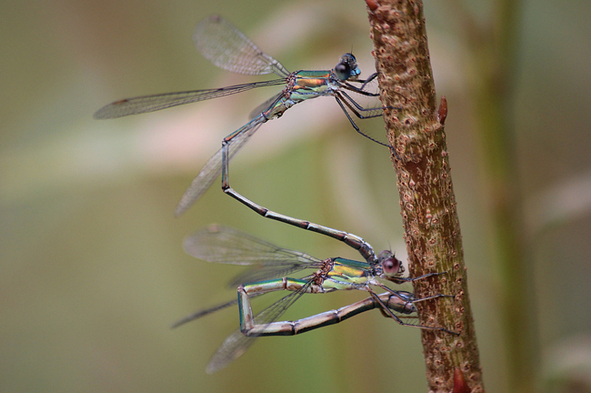 Lestes viridis Paar Eiabalge, D10 NSG Alte Fulda Bei Blankenheim, 08.09.12, A. Werner