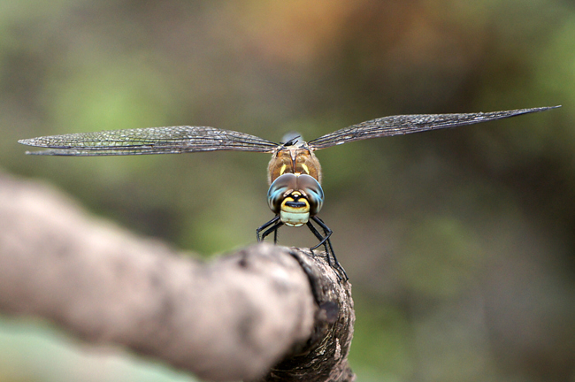 Aeshna mixta ♂, T02 Harnrode, Werraaue (Kleingewässer), 25.09.13, M. Lesch