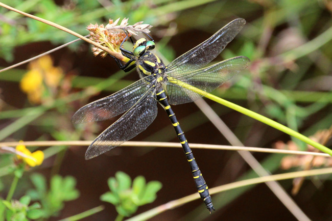 Cordulegaster boltonii ♂, D29 Lüdersdorf, Lüderbach ( FFH Gebiet), 23.07.15-2, A. Werner